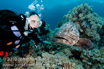 Potato Grouper [Epinephelus tukula]