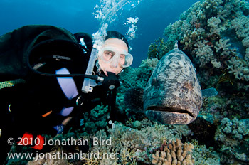 Potato Grouper [Epinephelus tukula]