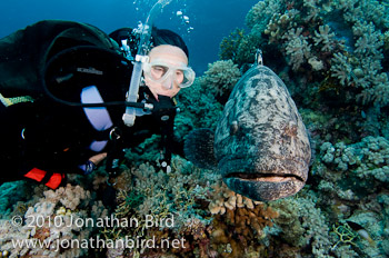 Potato Grouper [Epinephelus tukula]