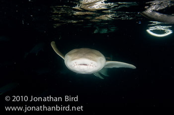 Tawney Nurse Shark [Nebrius ferrugineus]