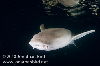 Tawney Nurse Shark [Nebrius ferrugineus]