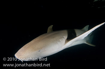 Tawney Nurse Shark [Nebrius ferrugineus]