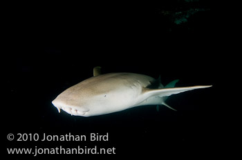 Tawney Nurse Shark [Nebrius ferrugineus]