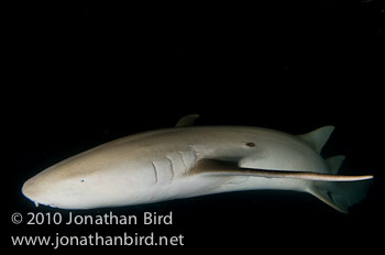 Tawney Nurse Shark [Nebrius ferrugineus]