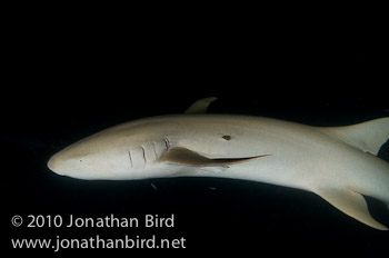 Tawney Nurse Shark [Nebrius ferrugineus]