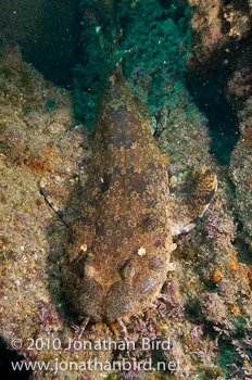 Ornate Wobbegong Shark [Orectolobus ornatus]