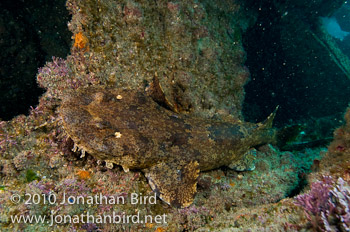 Ornate Wobbegong Shark [Orectolobus ornatus]