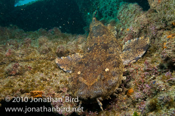 Ornate Wobbegong Shark [Orectolobus ornatus]