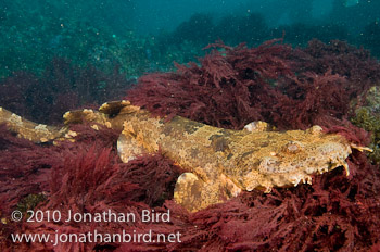 Ornate Wobbegong Shark [Orectolobus ornatus]