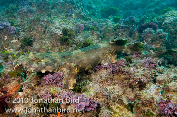 Ornate Wobbegong Shark [Orectolobus ornatus]