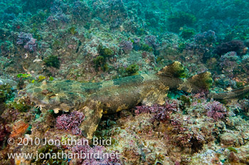 Ornate Wobbegong Shark [Orectolobus ornatus]