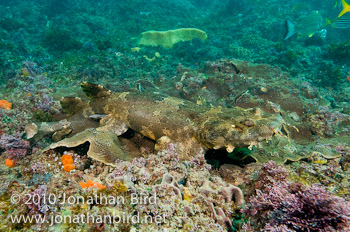 Ornate Wobbegong Shark [Orectolobus ornatus]