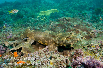 Ornate Wobbegong Shark [Orectolobus ornatus]