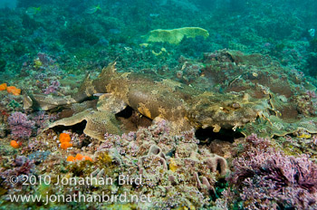 Ornate Wobbegong Shark [Orectolobus ornatus]