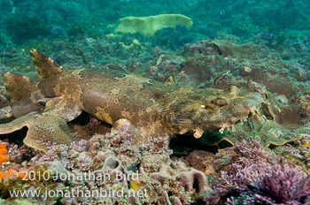Ornate Wobbegong Shark [Orectolobus ornatus]