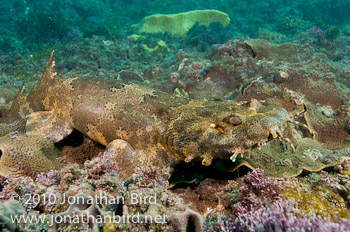 Ornate Wobbegong Shark [Orectolobus ornatus]