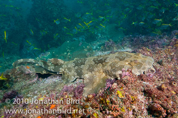 Spotted Wobbegong Shark [Orectolobus maculatus]