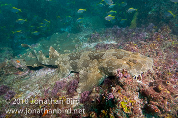 Spotted Wobbegong Shark [Orectolobus maculatus]