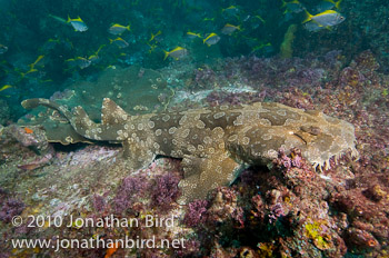 Spotted Wobbegong Shark [Orectolobus maculatus]