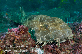 Spotted Wobbegong Shark [Orectolobus maculatus]