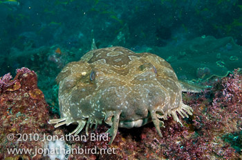 Spotted Wobbegong Shark [Orectolobus maculatus]