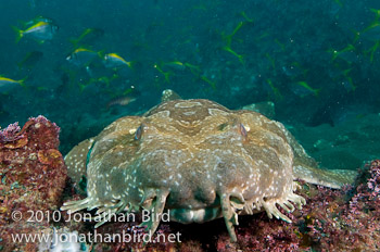 Spotted Wobbegong Shark [Orectolobus maculatus]