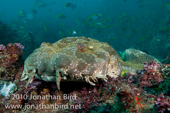 Spotted Wobbegong Shark [Orectolobus maculatus]