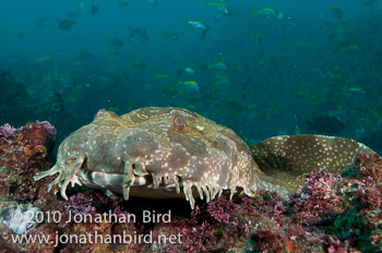 Spotted Wobbegong Shark [Orectolobus maculatus]