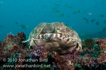 Spotted Wobbegong Shark [Orectolobus maculatus]