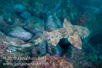 Spotted Wobbegong Shark [Orectolobus maculatus]