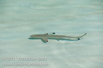 Black-tip Reef Shark [Carcharhinus melanopterus]