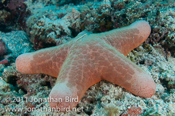 Choriaster Sea star [Choriaster granulatus]
