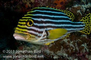 Oriental Sweetlips [Plectorhinchus vittatus]