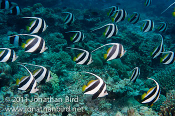 Schooling Bannerfish [Heniochus diphreutes]