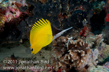 Long-nosed Butterflyfish [Forcipiger flavissimus]