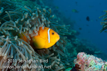 Blackfinned Anemonefish [Amphiprion nigripes]
