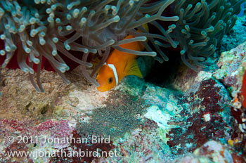 Blackfinned Anemonefish [Amphiprion nigripes]