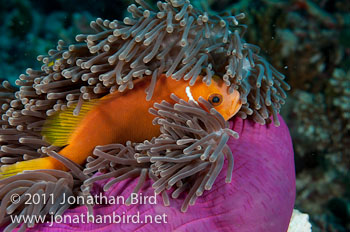 Blackfinned Anemonefish [Amphiprion nigripes]