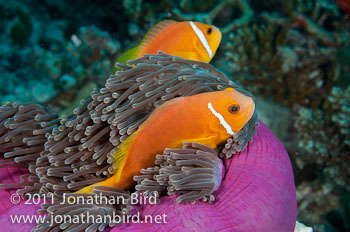 Blackfinned Anemonefish [Amphiprion nigripes]