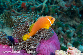 Blackfinned Anemonefish [Amphiprion nigripes]