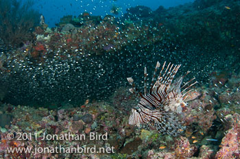 Spotfin Lionfish [Pterois antennata]