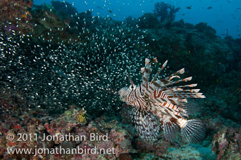 Spotfin Lionfish [Pterois antennata]