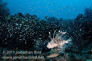 Spotfin Lionfish [Pterois antennata]