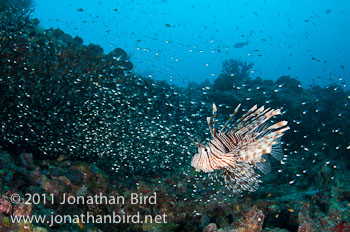 Spotfin Lionfish [Pterois antennata]