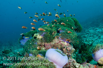 Blackfinned Anemonefish [Amphiprion nigripes]