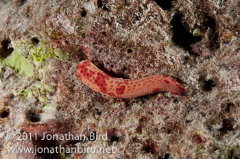 Linckia Sea star [--]