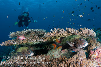 Harlequin Sweetlips [Plectorhinchus chaetodonoides]