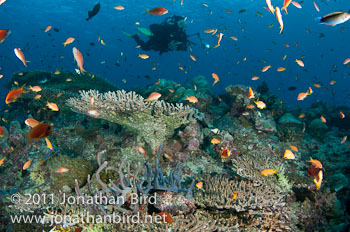 Coral Reef [--]
