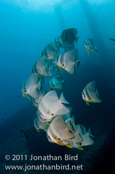 Longfin Spadefish [Platax teira]