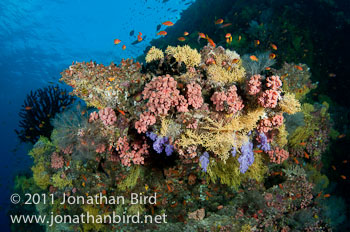 Coral Reef [--]